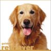 Golden Retriever (About Pets)