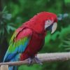 Macaw Parrot vol.1 Notebook & Journal. Productivity Work Planner & Idea Notepad: Brainstorm Thoughts, Self Discovery, To Do List