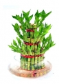 Abana Homes Bamboo Plant Indoor with Pot – Three Layer Live Bamboo Plant in Glass Bowl – Great Home/Office Decor