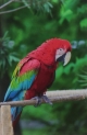 Macaw Parrot vol.1 Notebook & Journal. Productivity Work Planner & Idea Notepad: Brainstorm Thoughts, Self Discovery, To Do List